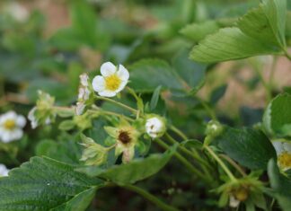 Zalecenia dla truskawek w okresie kwitnienia. Jak uratować rośliny po przymrozkach? zalecenia dla truskawek, truskawki w okresie kwitnienia, przymrozki, truskawki