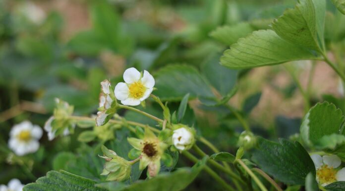 Zalecenia dla truskawek w okresie kwitnienia. Jak uratować rośliny po przymrozkach? zalecenia dla truskawek, truskawki w okresie kwitnienia, przymrozki, truskawki