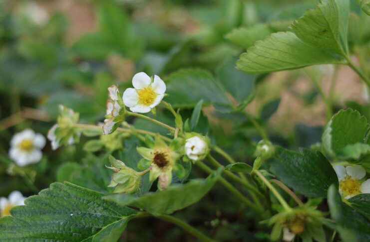 Ostatni moment by uzyskać rekompensatę za przymrozki z 2025 roku. Dla kogo pomoc? zalecenia dla truskawek, truskawki w okresie kwitnienia, przymrozki, truskawki