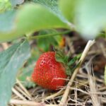 Truskawki w gruncie – zalecenia na okres owocowania