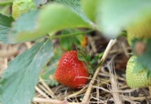 Truskawki w gruncie – zalecenia na okres owocowania