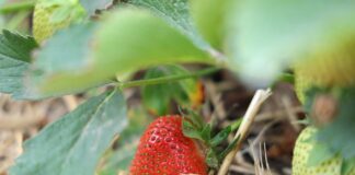 Truskawki w gruncie – zalecenia na okres owocowania