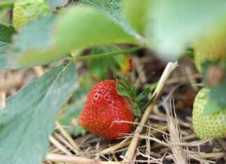 Truskawki w gruncie – zalecenia na okres owocowania