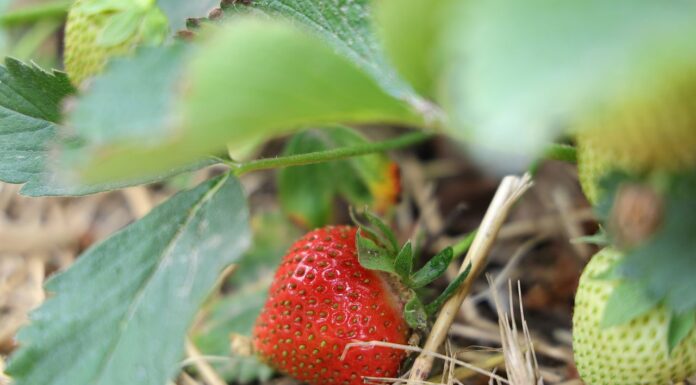 Truskawki w gruncie – zalecenia na okres owocowania