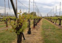 Wiosenne wyzwania w winnicach – przymrozki i regeneracja winorośl