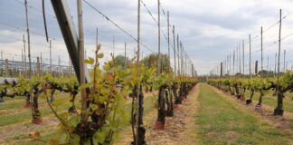 Wiosenne wyzwania w winnicach – przymrozki i regeneracja winorośl