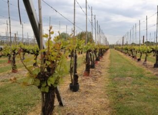 Wiosenne wyzwania w winnicach – przymrozki i regeneracja winorośl