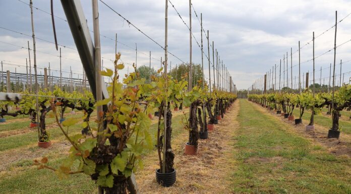 Wiosenne wyzwania w winnicach – przymrozki i regeneracja winorośl