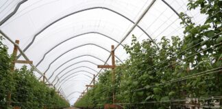 Nowoczesne rozwiązania do uprawy malin w tunelach uprawa malin w tunelach