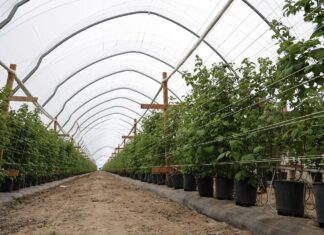 Nowoczesne rozwiązania do uprawy malin w tunelach uprawa malin w tunelach