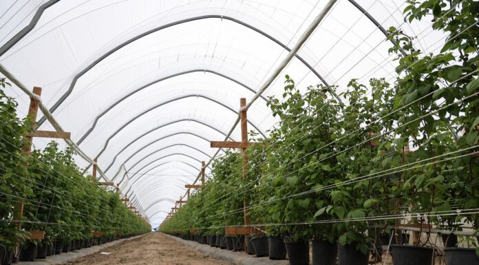 Nowoczesne rozwiązania do uprawy malin w tunelach uprawa malin w tunelach