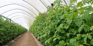Jak chłód wpływa na maliny w tunelach? Aktualne zalecenia maliny w tunelach