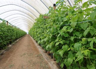 Jak chłód wpływa na maliny w tunelach? Aktualne zalecenia maliny w tunelach