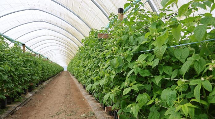 Jak chłód wpływa na maliny w tunelach? Aktualne zalecenia maliny w tunelach