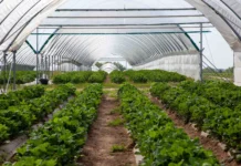 ABC biostymulacji i nawożenia owocującej truskawki