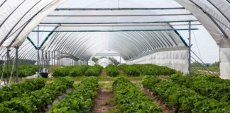 ABC biostymulacji i nawożenia owocującej truskawki