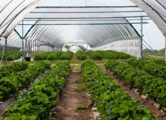 ABC biostymulacji i nawożenia owocującej truskawki