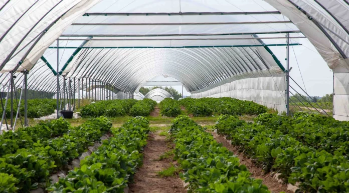 ABC biostymulacji i nawożenia owocującej truskawki