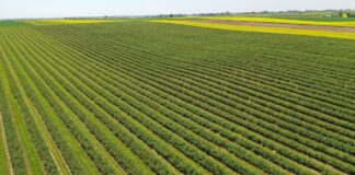 Porzeczkowy boom. Cz. I: Nasadzenia rosną i nie jest to dobra wiadomość czarne porzeczki, plantacja porzeczek