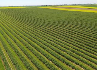 Porzeczkowy boom. Cz. I: Nasadzenia rosną i nie jest to dobra wiadomość czarne porzeczki, plantacja porzeczek