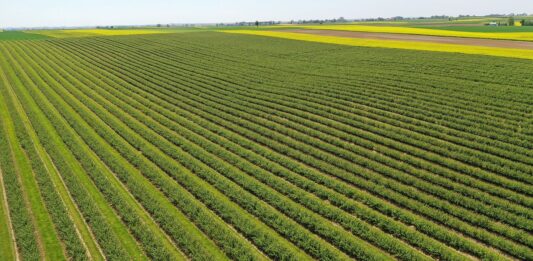 czarne porzeczki, plantacja porzeczek