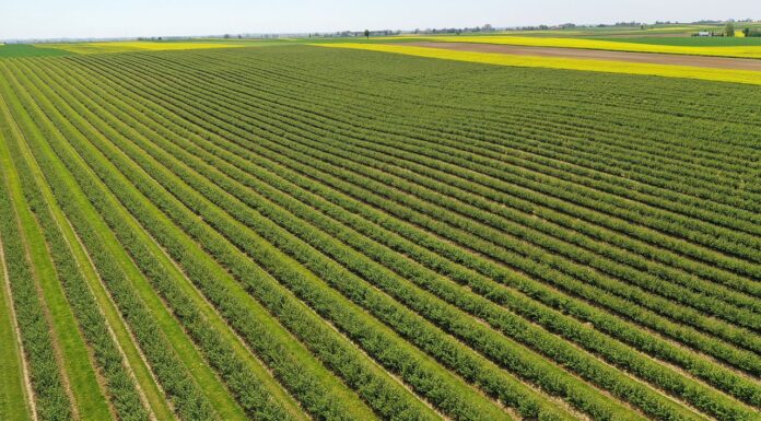 Porzeczkowy boom. Cz. I: Nasadzenia rosną i nie jest to dobra wiadomość czarne porzeczki, plantacja porzeczek