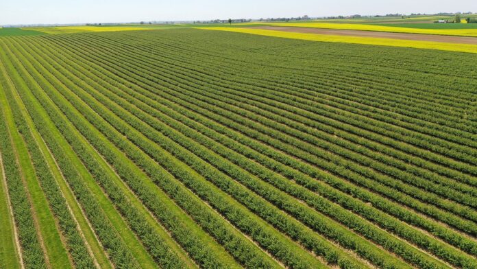 plantacja porzeczek, czarne porzeczki, plantacja porzeczek