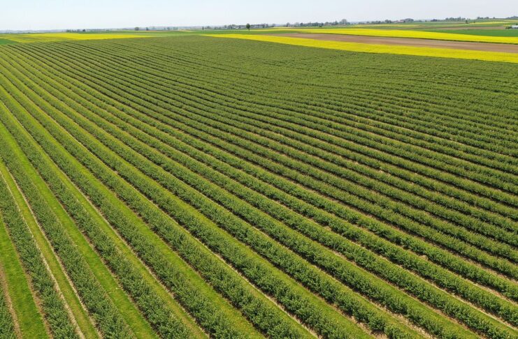 Porzeczkowy boom. Cz. I: Nasadzenia rosną i nie jest to dobra wiadomość czarne porzeczki, plantacja porzeczek