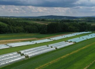 Przygotowania budżetowe UE na lata 2028–2034 Truskawki w Górach Świętokrzyskich