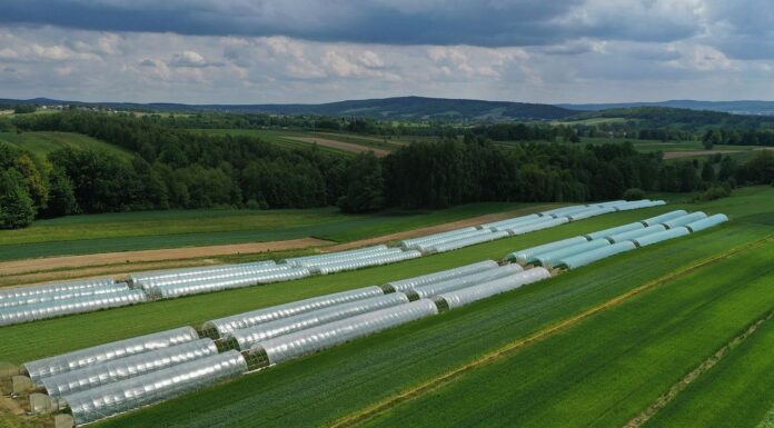 Przygotowania budżetowe UE na lata 2028–2034 Truskawki w Górach Świętokrzyskich