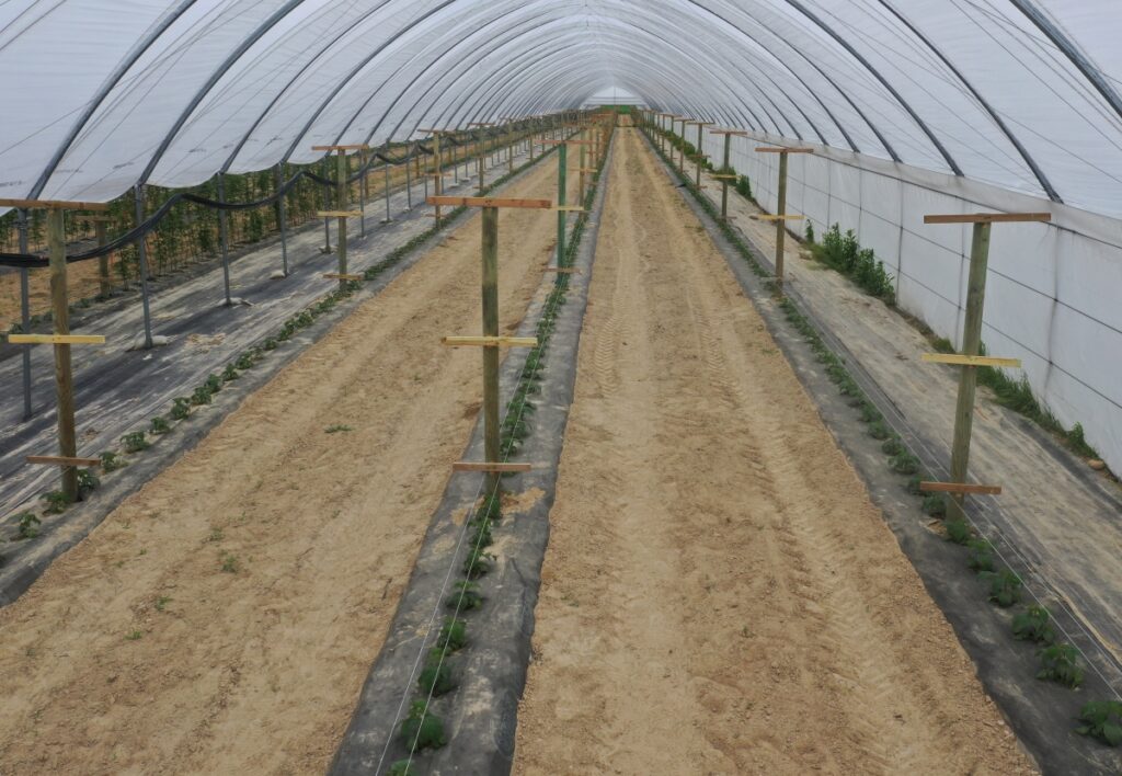 Tunel z nowo założoną uprawą malin