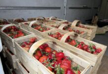 Ceny truskawek 22 maja 2025. Czy wyższa podaż oznacza spadek cen? ceny truskawek