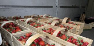 Ceny truskawek 22 maja 2025. Czy wyższa podaż oznacza spadek cen? ceny truskawek