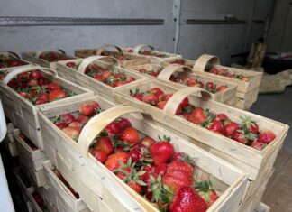 Ceny truskawek 22 maja 2025. Czy wyższa podaż oznacza spadek cen? ceny truskawek