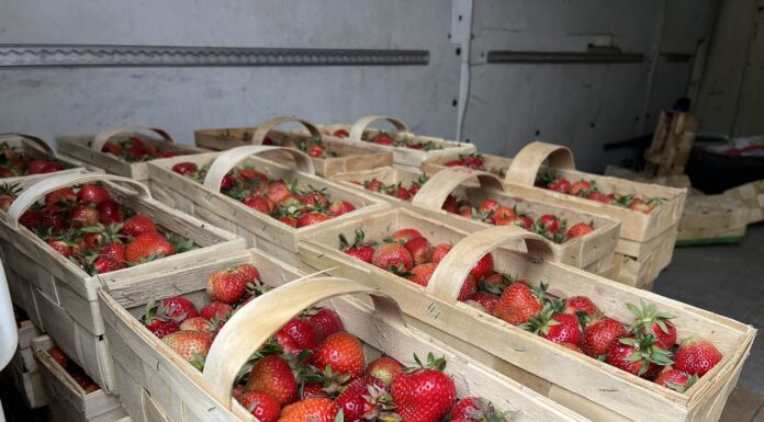 Ceny truskawek 22 maja 2025. Czy wyższa podaż oznacza spadek cen? ceny truskawek