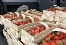 Ceny truskawek w piątek 13 czerwca. Owoców na rynku brakuje ceny truskawek, truskawki