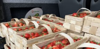 Ceny truskawek w piątek 13 czerwca. Owoców na rynku brakuje ceny truskawek, truskawki