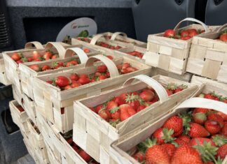 Ceny truskawek w piątek 13 czerwca. Owoców na rynku brakuje ceny truskawek, truskawki