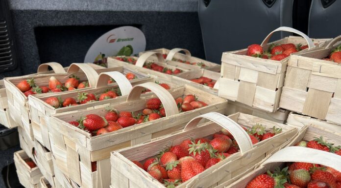 Ceny truskawek w piątek 13 czerwca. Owoców na rynku brakuje ceny truskawek, truskawki