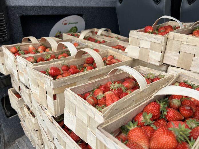 DJI_20250516_104408_054_05_16_2025 ceny truskawek, truskawki