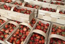 Ceny truskawek w dół. Pogoda nie sprzyja nawet handlowi