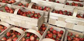 Ceny truskawek w dół. Pogoda nie sprzyja nawet handlowi