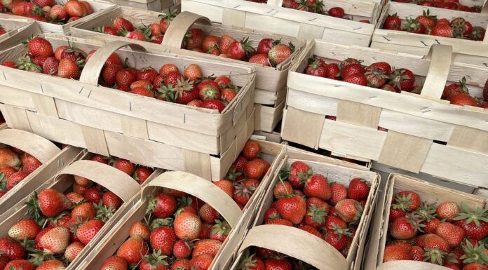 Ceny truskawek w dół. Pogoda nie sprzyja nawet handlowi