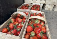 Truskawki stopniowo tanieją. Aktualne ceny w ostatnim tygodniu maja truskawki ceny, ceny truskawek