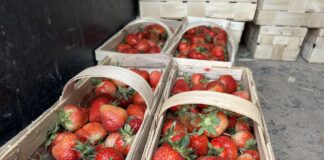 Truskawki stopniowo tanieją. Aktualne ceny w ostatnim tygodniu maja truskawki ceny, ceny truskawek