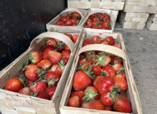 Truskawki stopniowo tanieją. Aktualne ceny w ostatnim tygodniu maja truskawki ceny, ceny truskawek