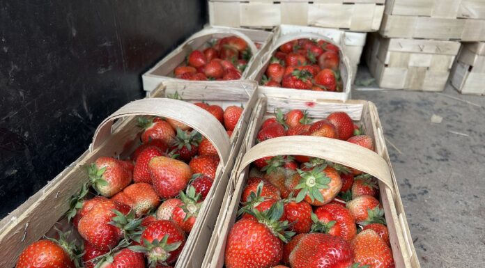 Truskawki stopniowo tanieją. Aktualne ceny w ostatnim tygodniu maja truskawki ceny, ceny truskawek