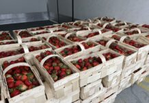 Ceny truskawek w skupach i na giełdach stabilne ceny truskawek