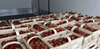 Ceny truskawek w skupach i na giełdach stabilne ceny truskawek