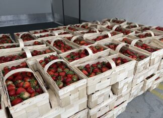 Ceny truskawek w skupach i na giełdach stabilne ceny truskawek